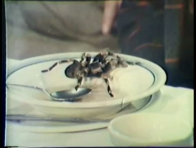 Man knocking tarantula off table and stomping on it