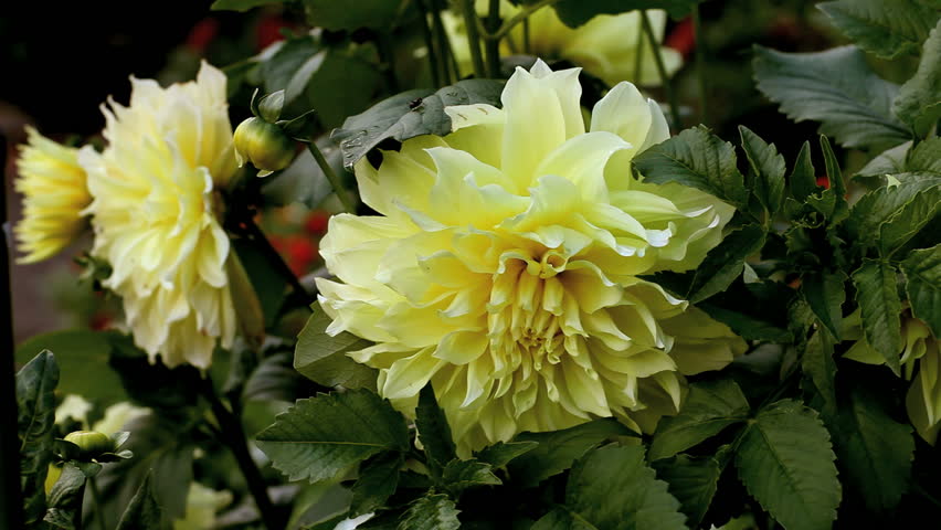 yellow dahlia       