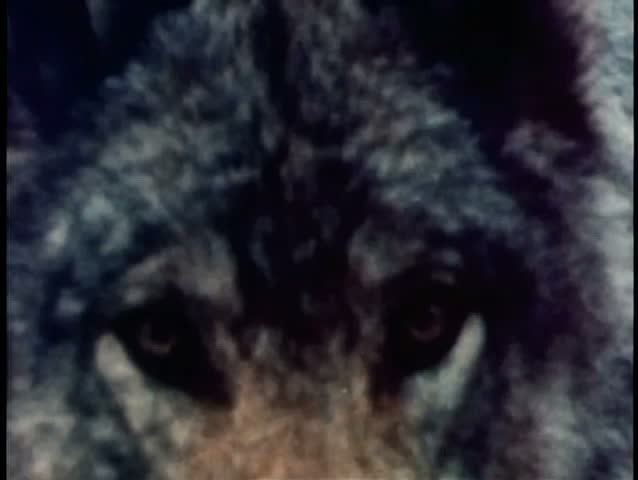 Close-up of wolf