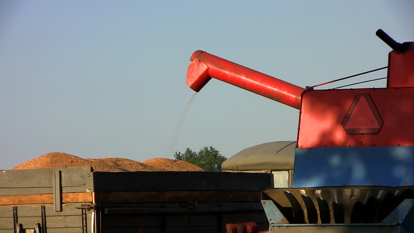 Close-up of combine transferring freshly harvested wheat to tractor-trailer for transport
