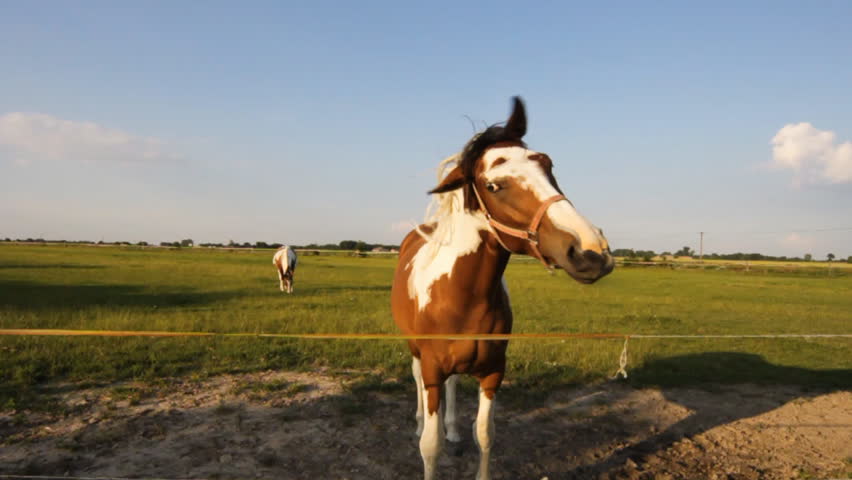 Horse on farm