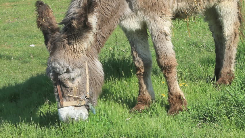 donkey grazing