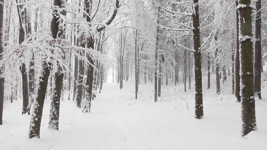 Trees in the snow in the forest in winter