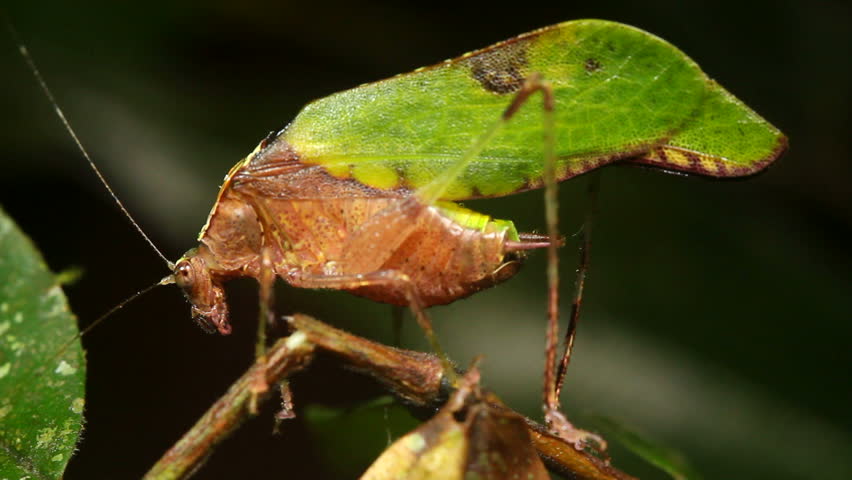 Leaf mimic katydid (Pycnopalpa cf. bicordata). Resembles a leaf with fungus spots. In tropical rainforest, Ecuador