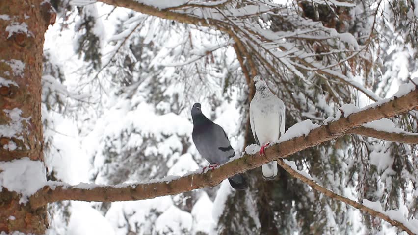Trees in the snow in the forest in winter