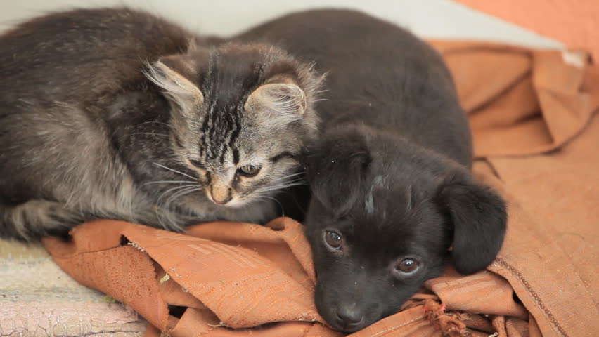 Friendly puppy dog and kitty cat in love
