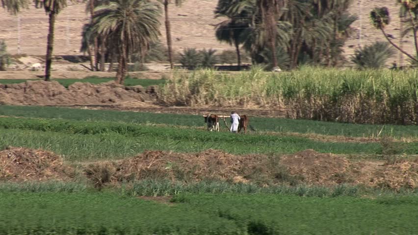 Farming off the Nile