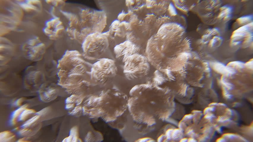 rhythmically declining rose coral polip