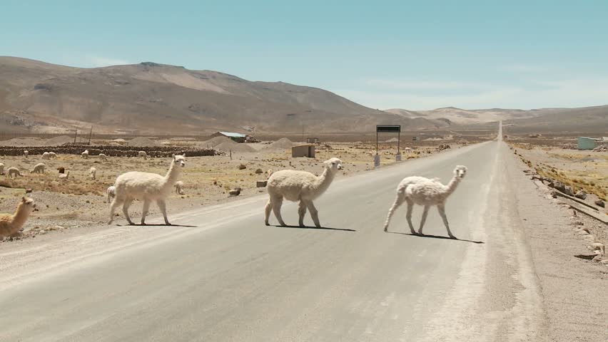 Llama