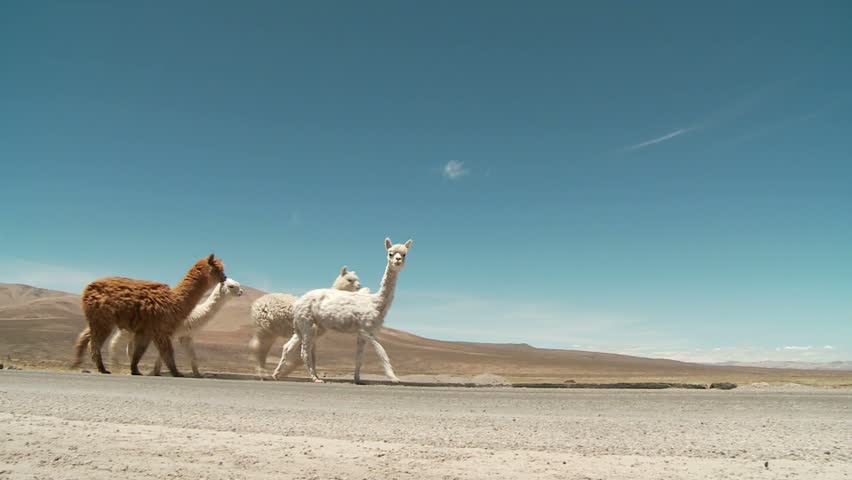 Llama