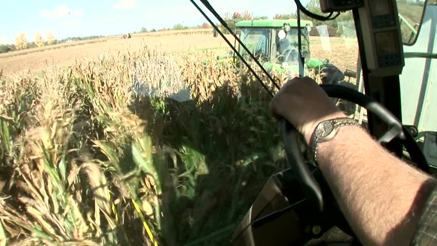 Corn harvest