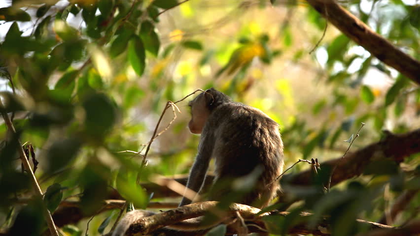 Cambodian Macaque Monkey playing, eating, jumping, scratching