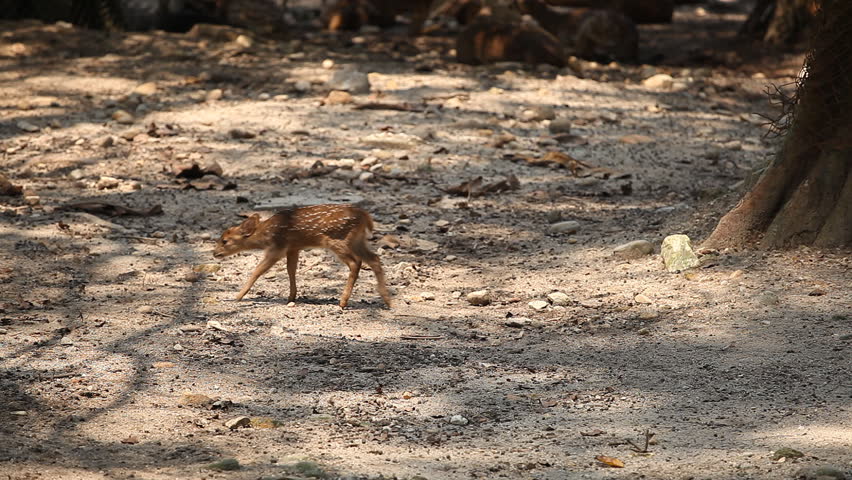 Deer (Cervidae), Bambi, Ruminant Mammals, Eating, Relaxing in the Forest, Wild
