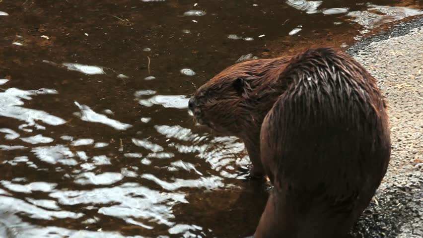 Beavers nuzzle, sniff air, exhibit shiny, flat, broad tail, swim, climb on rock. 1080p