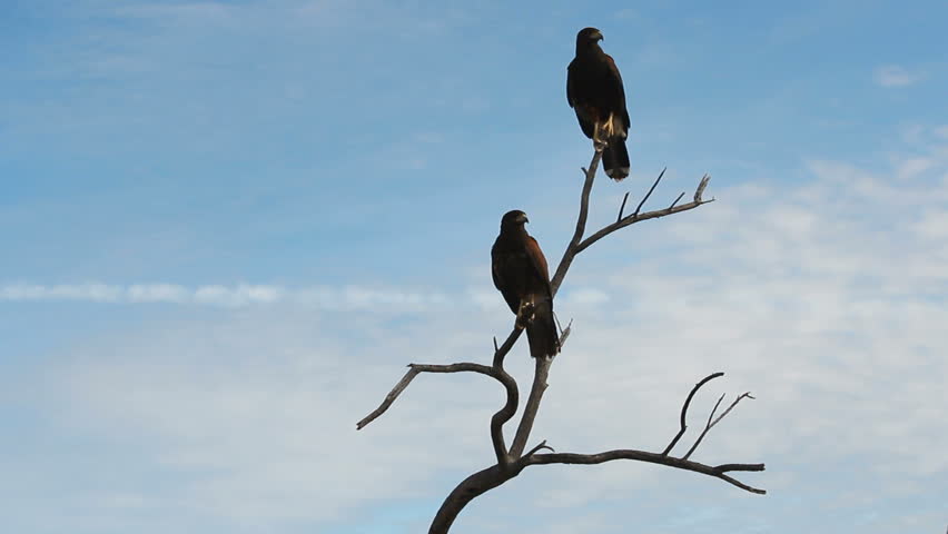 Two, then three hawks land on tree branches, one flies away. 1080p