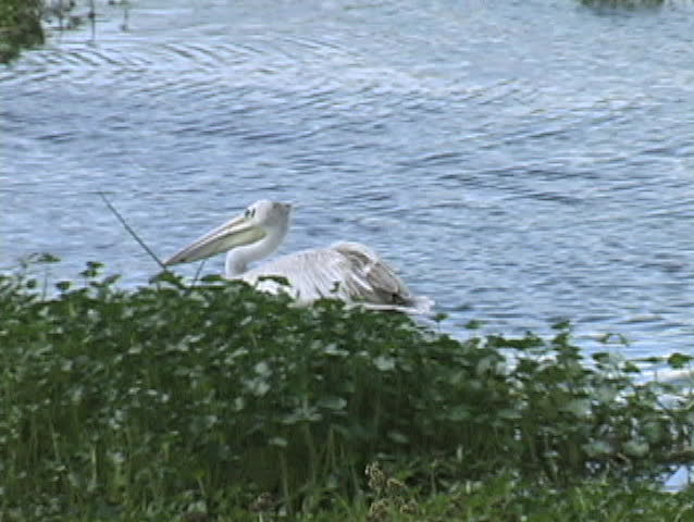 Pelican swimming on pond eating insects in the Ngorongoro Crate National Park Tanzania Africa