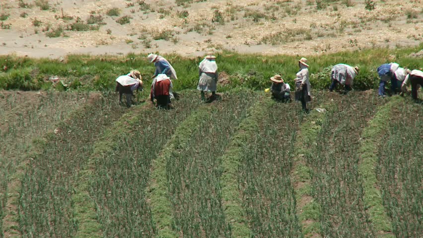 Planting field