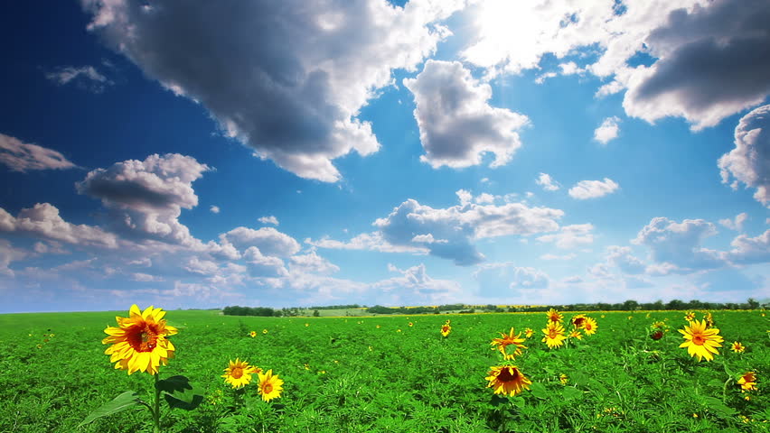flowering sunflowers on a background cloudy sky