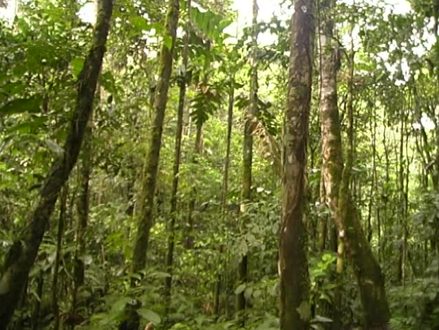 pan interior of tropical rainforest in Ecuador