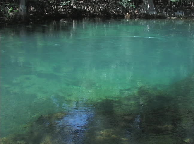 The first-magnitude spring boil at Manatee Springs State Park in Chiefland, Florida.