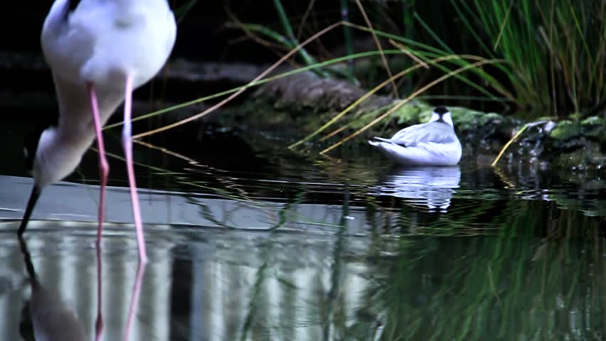 Black-necked Stilt Bird