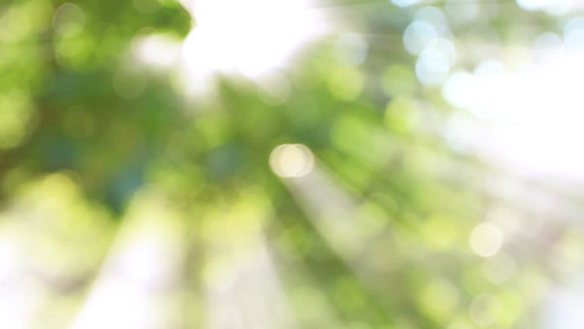 nature green bokeh with ray