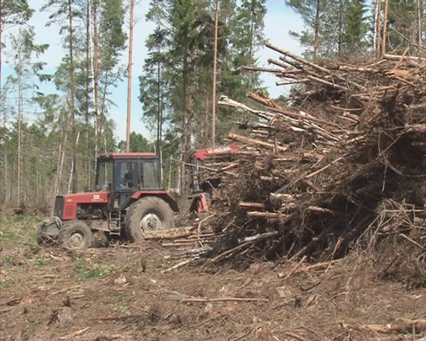 Tractor carrying trailer loaded with tree branches. Forest grounds care. 