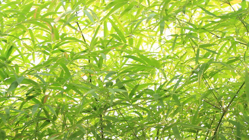 natural bamboo leaf