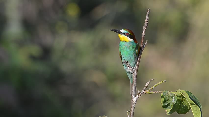 bee-eaters in natural habitat (Merops Apiaster)