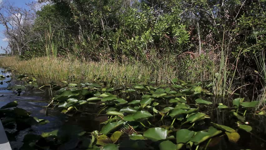 Ecosystem vegetation of the Everglades National Park- January 2012