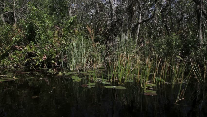 Ecosystem vegetation of the Everglades National Park- January 2012 