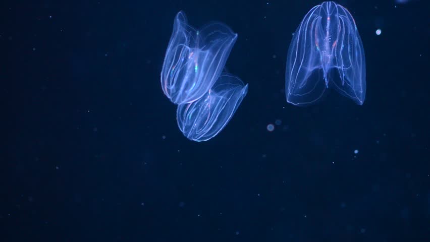 luminescent jellyfishes in the water