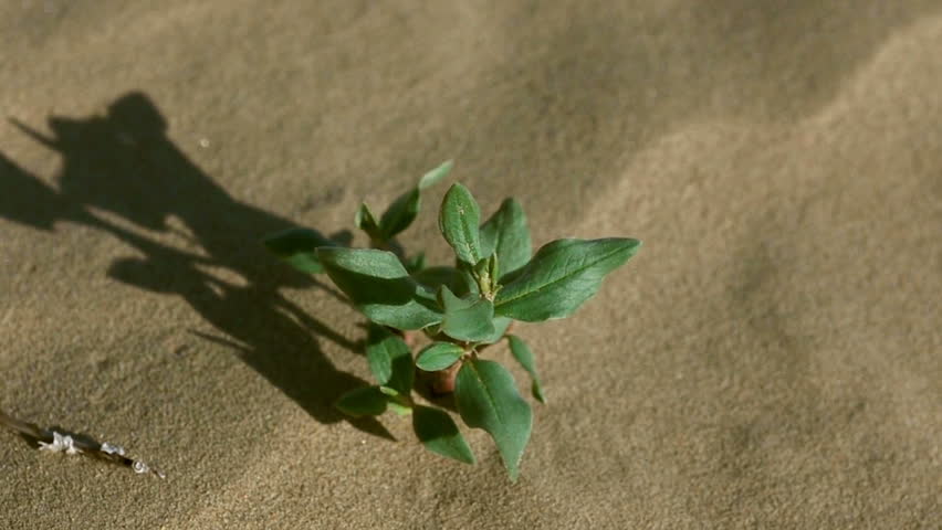 Green sprout in the desert
