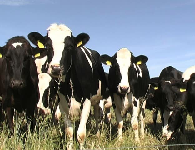 Cows (black and white frisian cow)