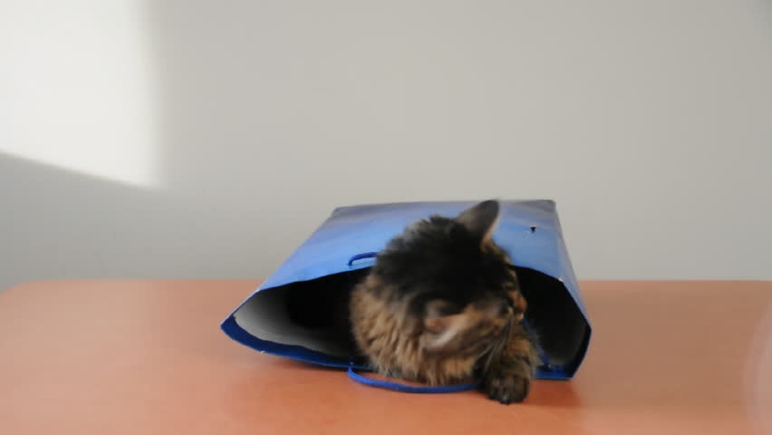 Cat playing with the paper bag 
