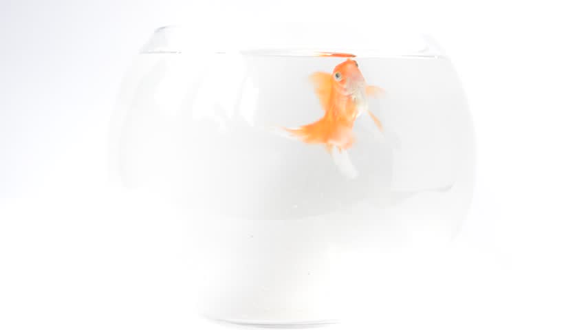 Gold small fish