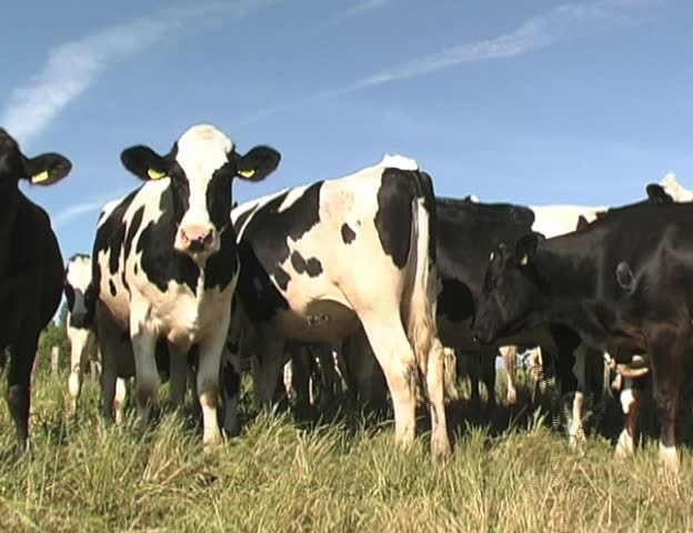 Cows (Black and white frisian cow)