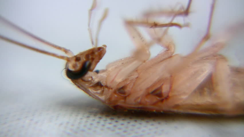 cockroach