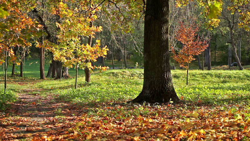 Wood autumn landscape with a footpath  and the big tree