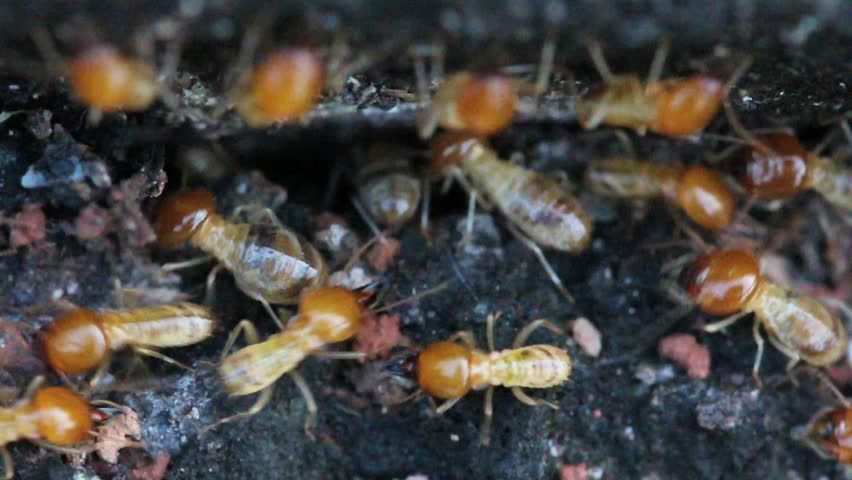 Worker termites in a rotting log in the nest