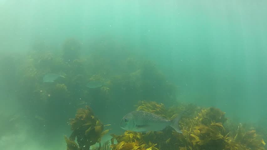 Snappers at Goat Island marine reserve in New Zealand