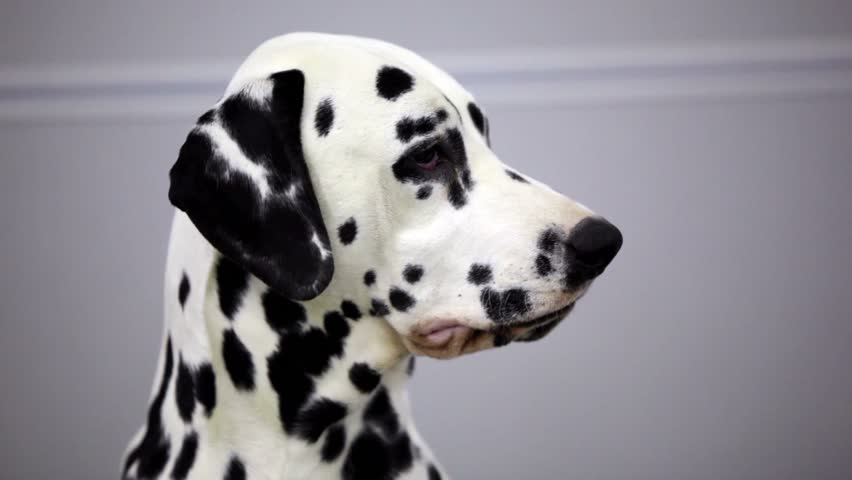 Dog of dalmatian breed open mouth and show tongue, then put it back