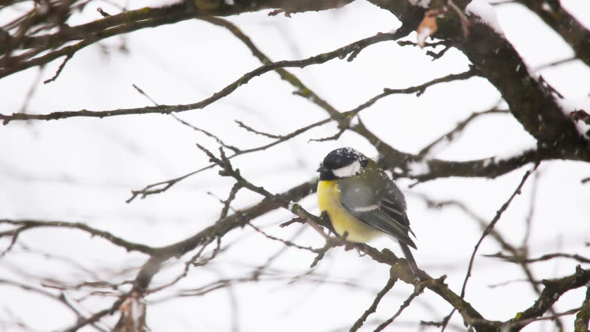 The Great Tit (Parus major) on branch in snow - winter