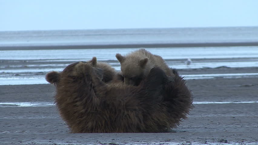 A Brown Bear nurses her young by the Cook Inlet as another bear passes by. Lake Clark, Alaska. 