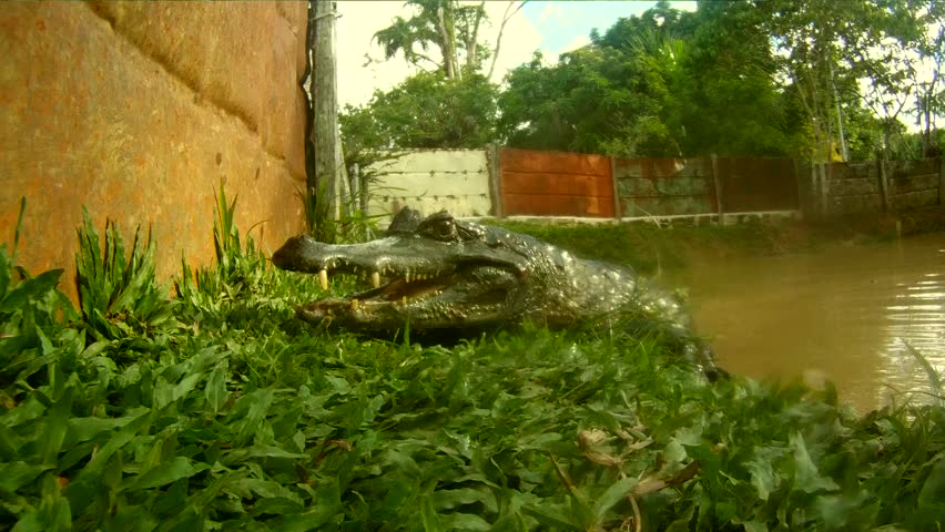 Crocodile, South-America