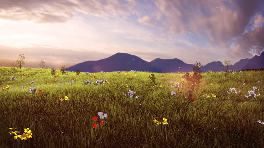 Golden sunset over green grassy field