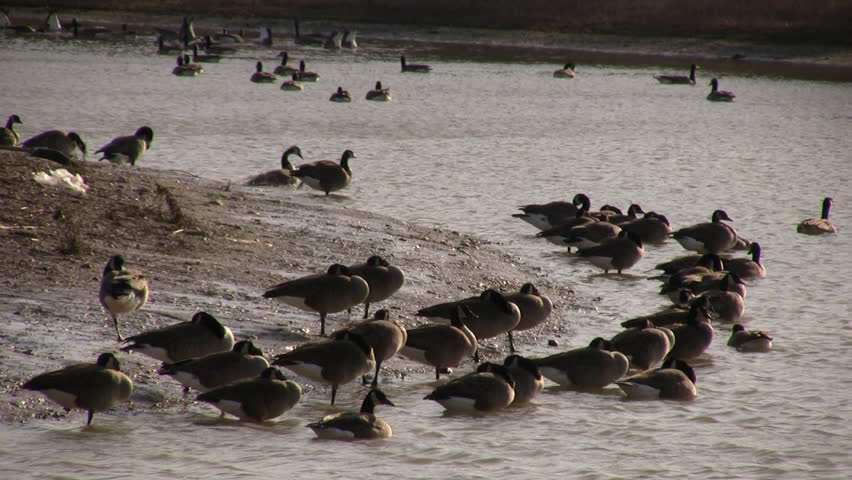 A community of Canadian geese are relaxing at the shoreline.  Other geese and ducks are seen swimming in the background. (High Definition)