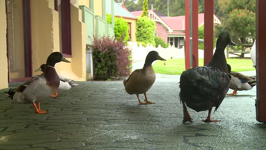 Ducks On a Footpath