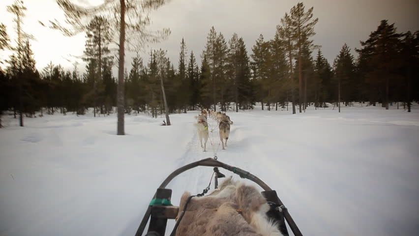 Sled dog