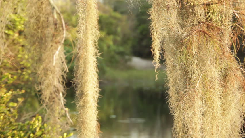 View of the Florida Everglades through vinery